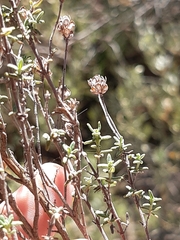Thymus capitellatus