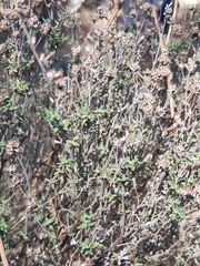 Thymus capitellatus