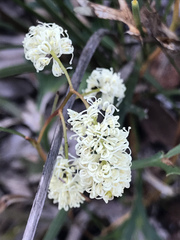 Grevillea synapheae