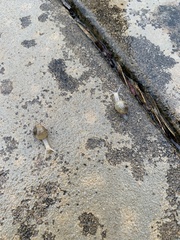 Cornu aspersum