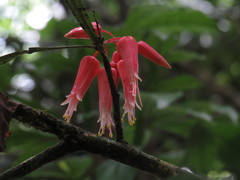 Satyria warszewiczii