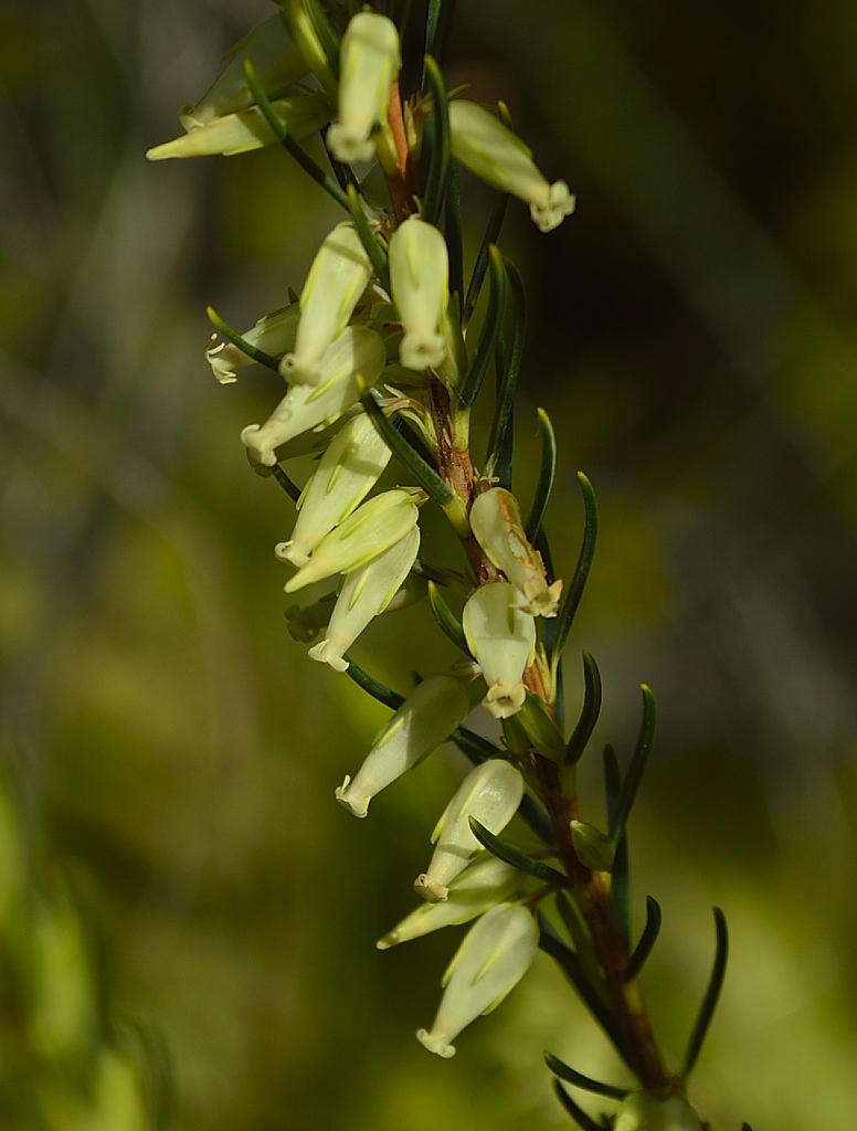 Flatseed Heaths