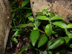 Aciotis rubricaulis