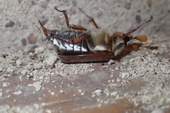 Melolontha melolontha