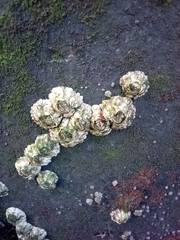 Austrominius modestus