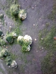 Austrominius modestus