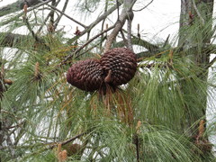 Pinus pseudostrobus apulcensis