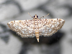 Metoeca