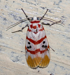 Cyana bellissima
