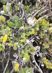 Drosanthemum hispidum