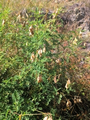 Astragalus penduliflorus