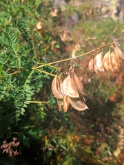 Astragalus penduliflorus