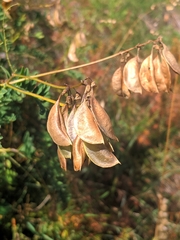 Astragalus penduliflorus