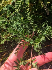 Astragalus penduliflorus