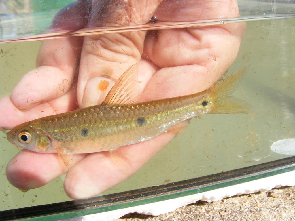 Threespot Barb