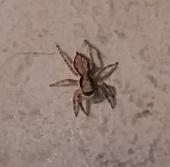 Menemerus bivittatus