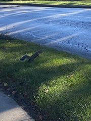 Sciurus carolinensis