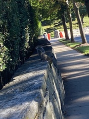 Sciurus carolinensis