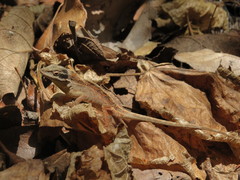 Ornate Anole photo 3