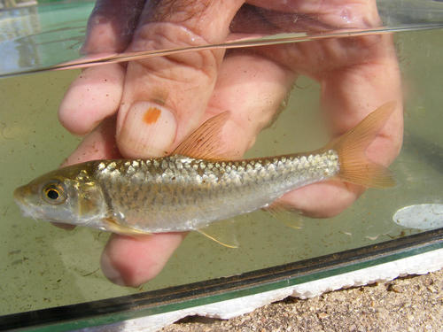 Largescale yellowfish (Labeobarbus marequensis) — Cyprinidae — 4