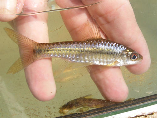 Redside barb (Enteromius radiatus) — Cyprinidae — 2