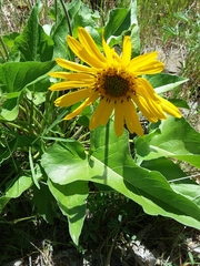 Balsamorhiza
