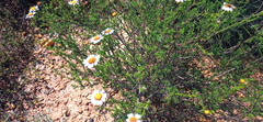 Cymbopappus adenosolen