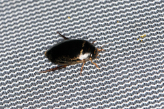Thermonectus