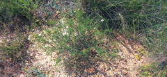 Cymbopappus adenosolen
