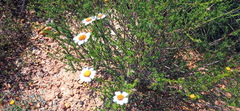 Cymbopappus adenosolen
