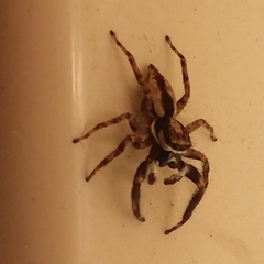 Menemerus bivittatus