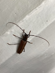 Juiaparus mexicanus