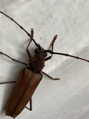 Juiaparus mexicanus