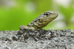 Stenocercus crassicaudatus