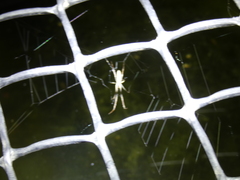 Tetragnatha bogotensis