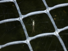 Tetragnatha bogotensis