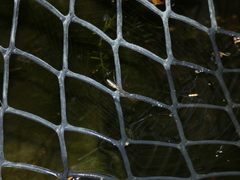 Tetragnatha bogotensis