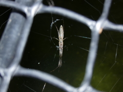Tetragnatha bogotensis