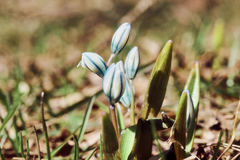 Puschkinia scilloides