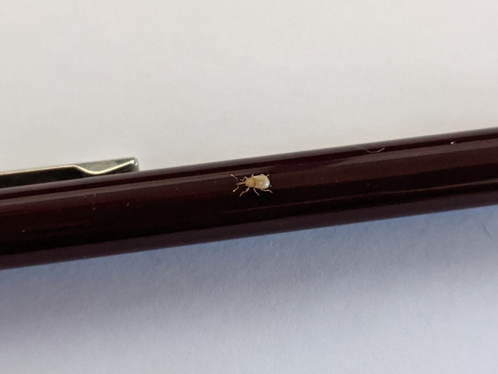 Neoderelomus piriformis