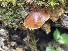 Deconica crobula