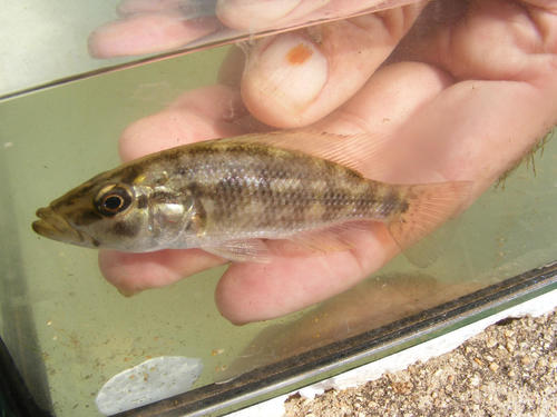 Serranochromis meridianus