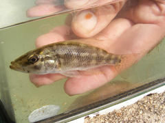Serranochromis meridianus
