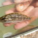 Serranochromis meridianus - Photo no hay derechos reservados, subido por Andrew Deacon