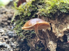 Deconica crobula