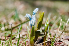 Puschkinia scilloides