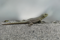 Stenocercus crassicaudatus