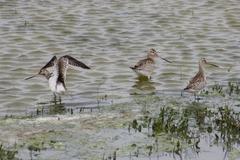 Limosa lapponica lapponica