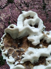 Bjerkandera adusta