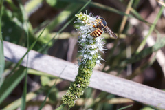 Icteranthidium grohmanni
